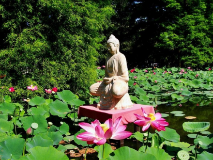 buddha_lotusz buddha_lotusz